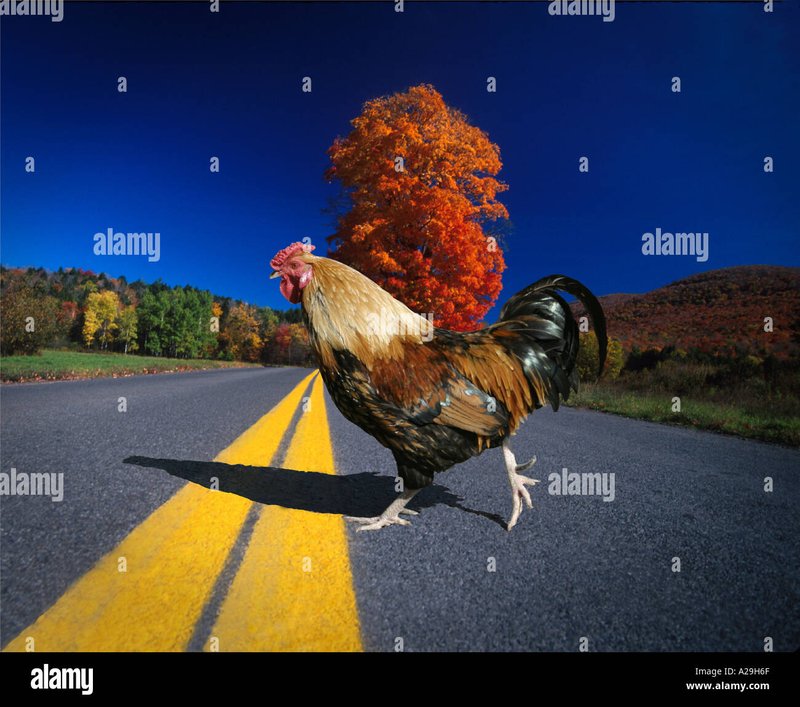 Netherlands - chicken road